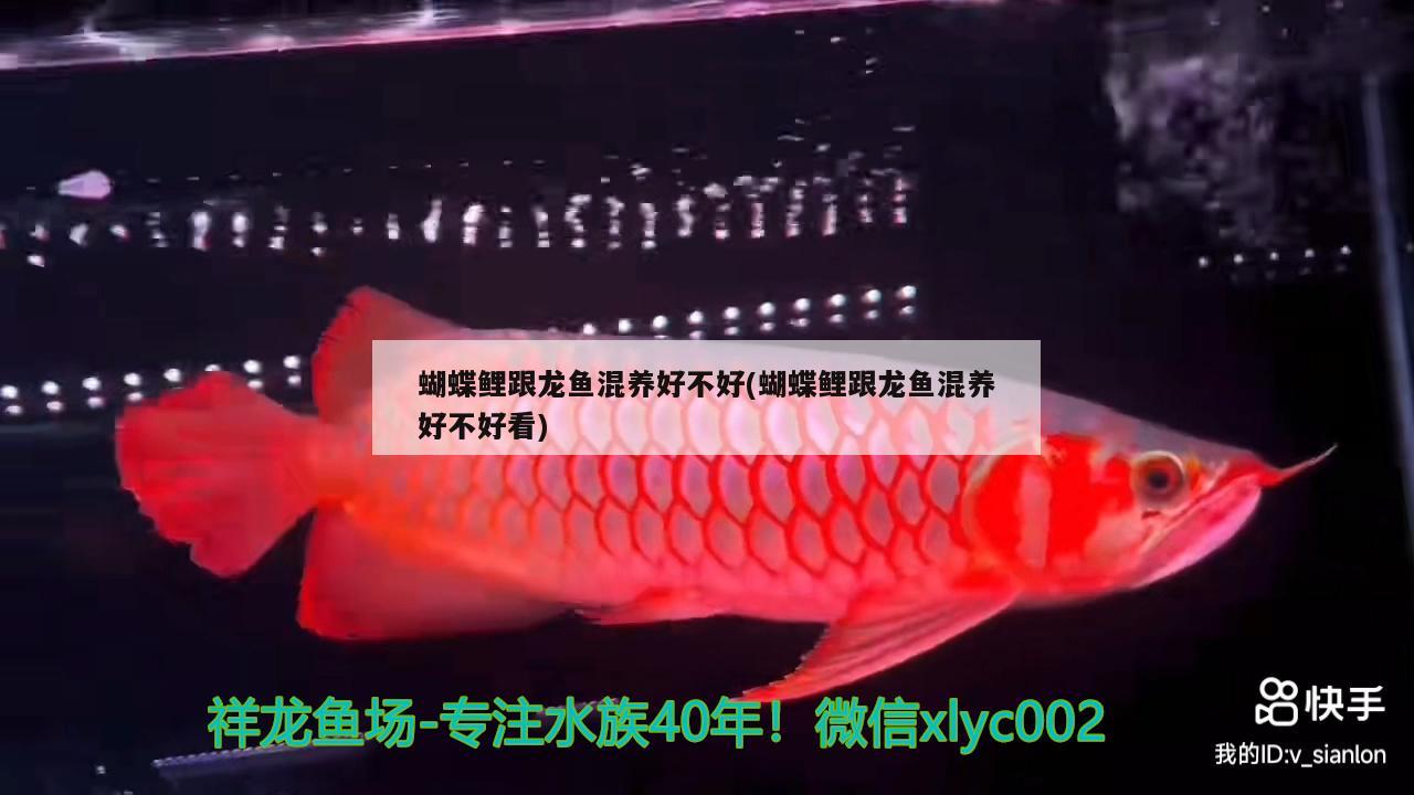 龍魚頭上的凸起物是什么？ 黃金招財貓魚 第2張