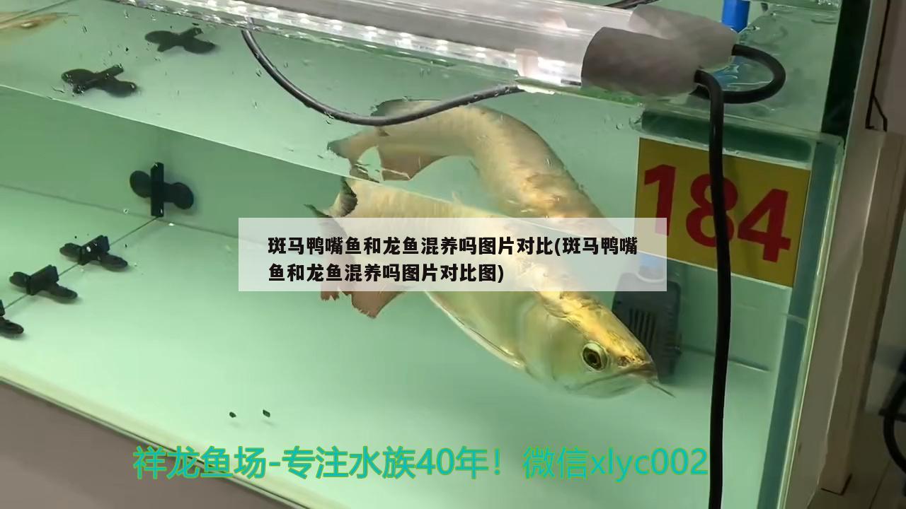 斑馬鴨嘴魚和龍魚混養(yǎng)嗎圖片對(duì)比(斑馬鴨嘴魚和龍魚混養(yǎng)嗎圖片對(duì)比圖) 斑馬鴨嘴魚 第1張