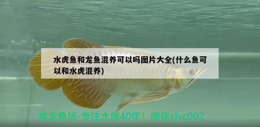 水虎魚和龍魚混養(yǎng)可以嗎圖片大全(什么魚可以和水虎混養(yǎng))