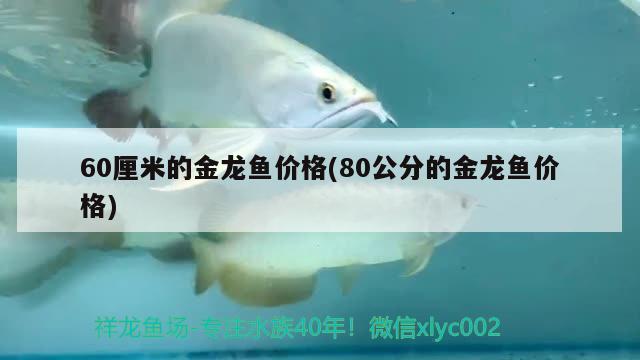 60厘米的金龍魚價格(80公分的金龍魚價格)