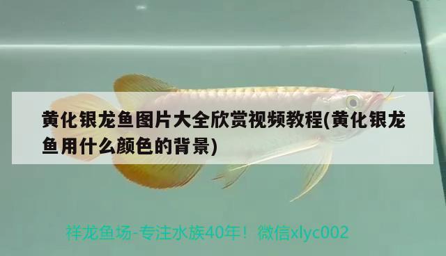 黃化銀龍魚(yú)圖片大全欣賞視頻教程(黃化銀龍魚(yú)用什么顏色的背景) 銀龍魚(yú)百科