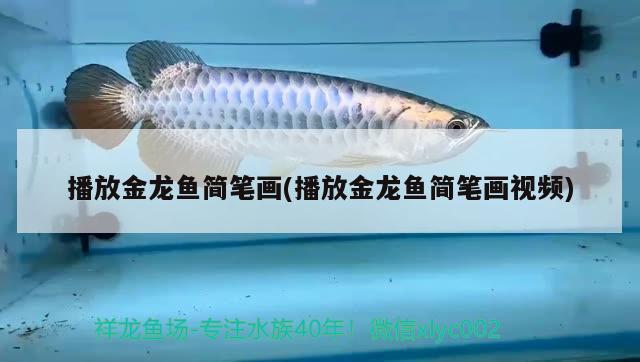 播放金龍魚簡筆畫(播放金龍魚簡筆畫視頻)