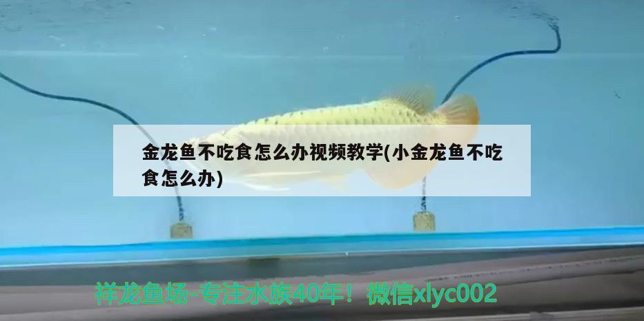 吉安水族批發(fā)市場在哪里呀（龍港港嘉園裝修） 非洲象鼻魚 第1張