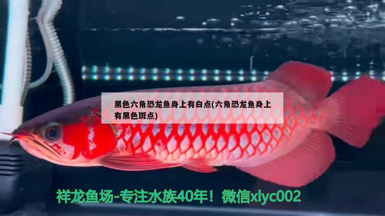 黑色六角恐龍魚(yú)身上有白點(diǎn)(六角恐龍魚(yú)身上有黑色斑點(diǎn)) 鐵甲武士