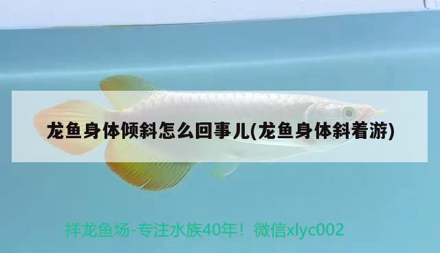 龍魚身體傾斜怎么回事兒(龍魚身體斜著游)