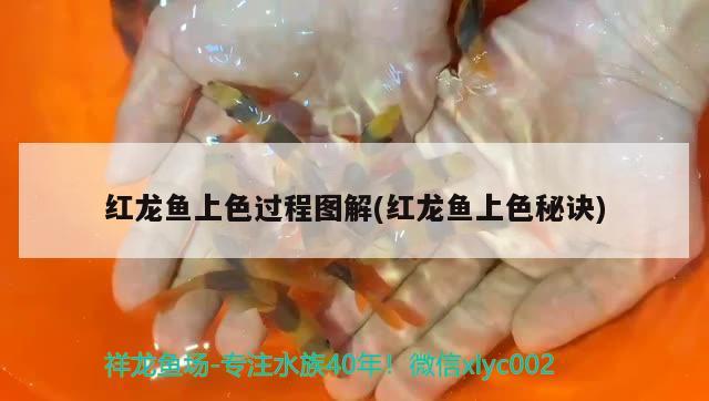 紅龍魚(yú)怎么選擇品種(紅龍魚(yú)怎么選擇品種圖解)