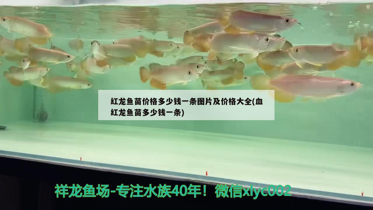 紅龍魚品種區(qū)分圖解圖片：紅龍魚的品種與區(qū)別圖