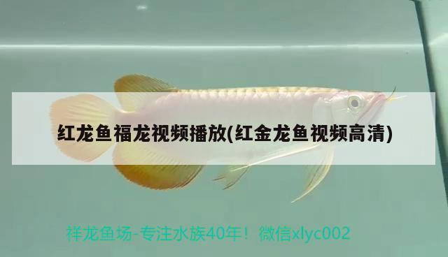 紅龍魚(yú)福龍視頻播放(紅金龍魚(yú)視頻高清) 女王大帆魚(yú)