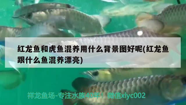 龍魚(yú)驚嚇趴缸多久能恢復(fù)過(guò)來(lái)啊（龍魚(yú)驚嚇后是關(guān)燈靜養(yǎng)還是隨便它） 鴨嘴鯊魚(yú) 第5張