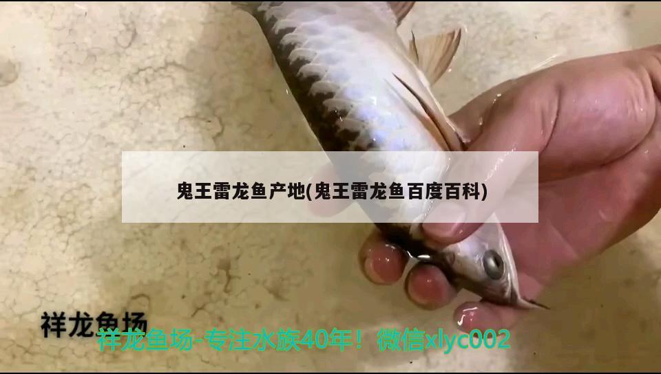 鬼王雷龍魚產(chǎn)地(鬼王雷龍魚百度百科) 委內(nèi)瑞拉奧里諾三間魚苗