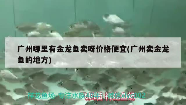 廣州哪里有金龍魚賣呀價格便宜(廣州賣金龍魚的地方) B級過背金龍魚