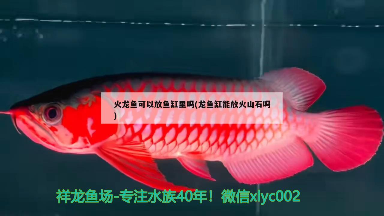 火龍魚可以放魚缸里嗎(龍魚缸能放火山石嗎)