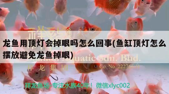 龍魚用頂燈會掉眼嗎怎么回事(魚缸頂燈怎么擺放避免龍魚掉眼) 星點金龍魚