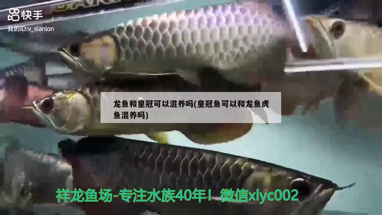 龍魚(yú)和皇冠可以混養(yǎng)嗎(皇冠魚(yú)可以和龍魚(yú)虎魚(yú)混養(yǎng)嗎)