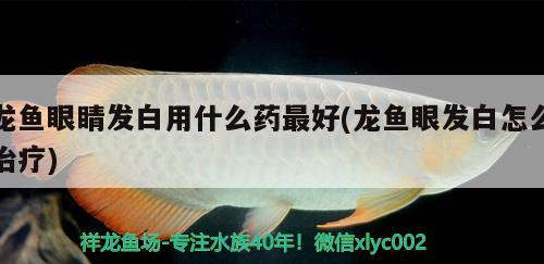 龍魚眼睛發(fā)白用什么藥最好(龍魚眼發(fā)白怎么治療) 粗線銀版魚