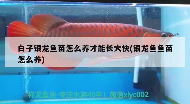 白子銀龍魚苗怎么養(yǎng)才能長大快(銀龍魚魚苗怎么養(yǎng))