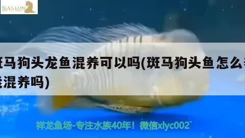 斑馬狗頭龍魚混養(yǎng)可以嗎(斑馬狗頭魚怎么養(yǎng)能混養(yǎng)嗎) 斑馬狗頭魚