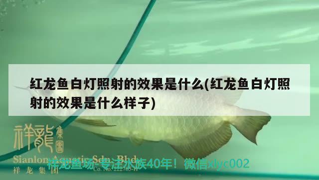 紅龍魚白燈照射的效果是什么(紅龍魚白燈照射的效果是什么樣子) 溫控設(shè)備