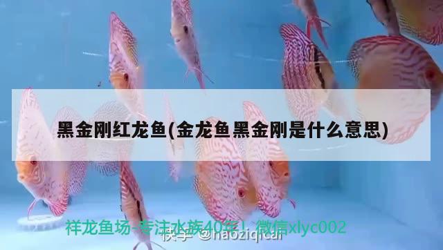 黑金剛紅龍魚(金龍魚黑金剛是什么意思) 泰國虎魚（泰虎）