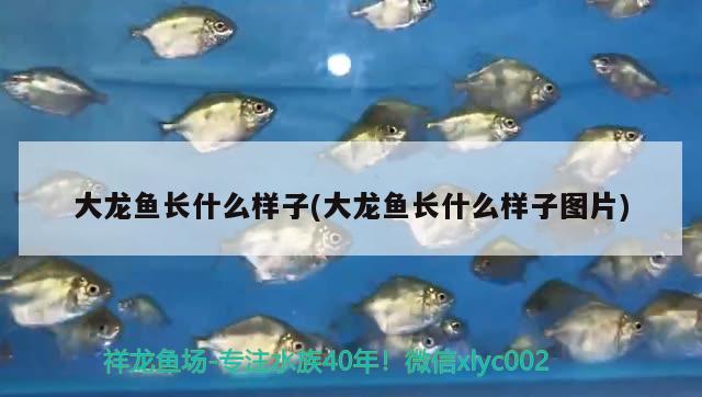 大龍魚長什么樣子(大龍魚長什么樣子圖片) 元寶鳳凰魚