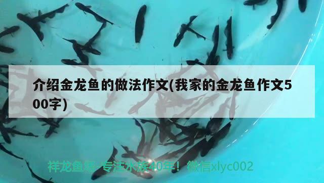 介紹金龍魚的做法作文(我家的金龍魚作文500字) 純血皇冠黑白魟魚