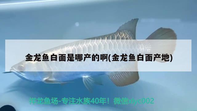 魚缸過濾器品牌排行榜前十名：魚缸過濾器品牌排行榜前十名圖片