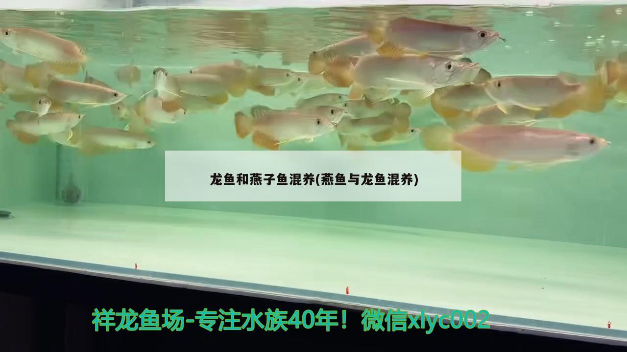 龍魚和燕子魚混養(yǎng)(燕魚與龍魚混養(yǎng)) 印尼虎苗 第2張