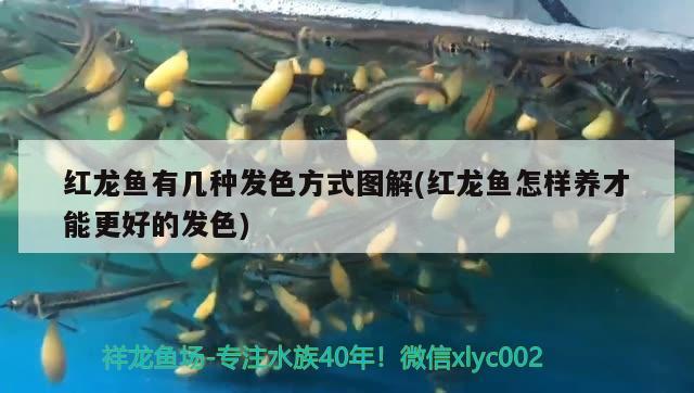 龍魚(yú)驚嚇趴缸多久能恢復(fù)過(guò)來(lái)?。堲~(yú)驚嚇后是關(guān)燈靜養(yǎng)還是隨便它） 鴨嘴鯊魚(yú) 第1張