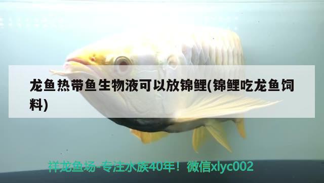 龍魚熱帶魚生物液可以放錦鯉(錦鯉吃龍魚飼料) 紅龍魚百科