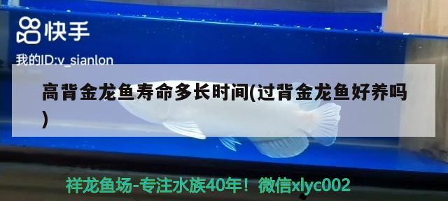 高背金龍魚壽命多長(zhǎng)時(shí)間(過(guò)背金龍魚好養(yǎng)嗎)