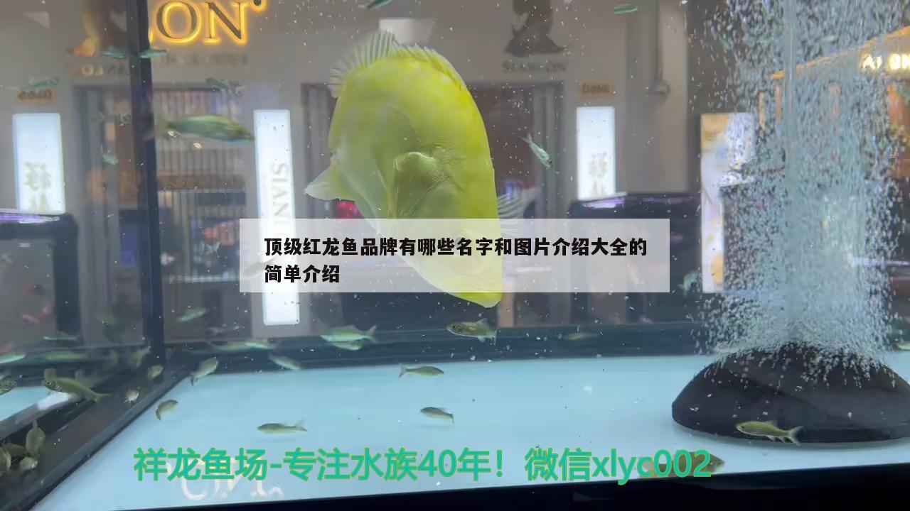 頂級紅龍魚品牌有哪些名字和圖片介紹大全的簡單介紹 廣州觀賞魚批發(fā)市場