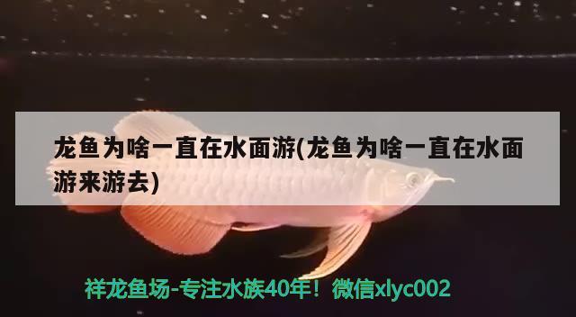 龍魚為啥一直在水面游(龍魚為啥一直在水面游來游去)