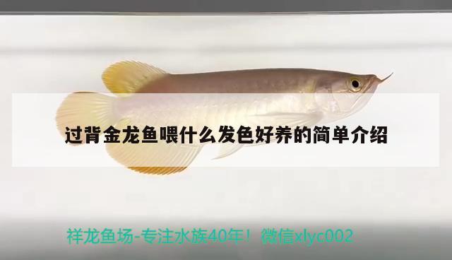 過背金龍魚喂什么發(fā)色好養(yǎng)的簡單介紹 過背金龍魚