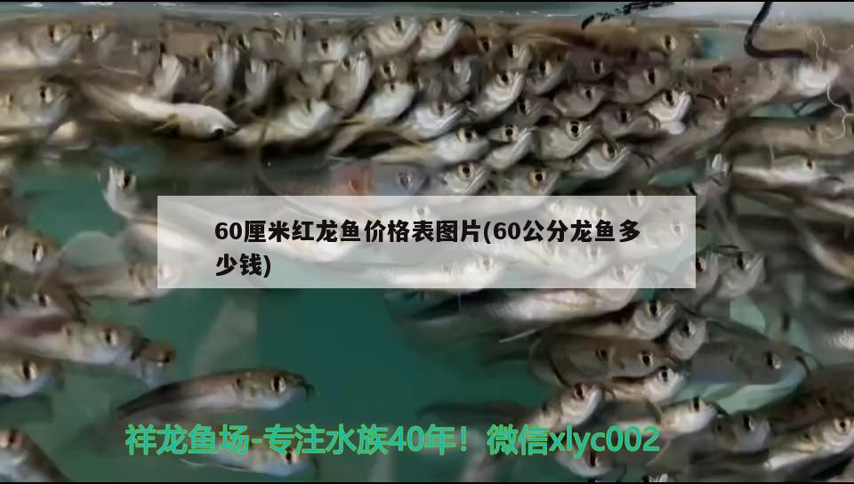 60厘米紅龍魚價格表圖片(60公分龍魚多少錢)