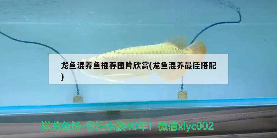 龍魚混養(yǎng)魚推薦圖片欣賞(龍魚混養(yǎng)最佳搭配) 黑帝王魟魚