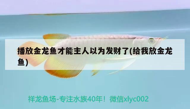 播放金龍魚才能主人以為發(fā)財(cái)了(給我放金龍魚)