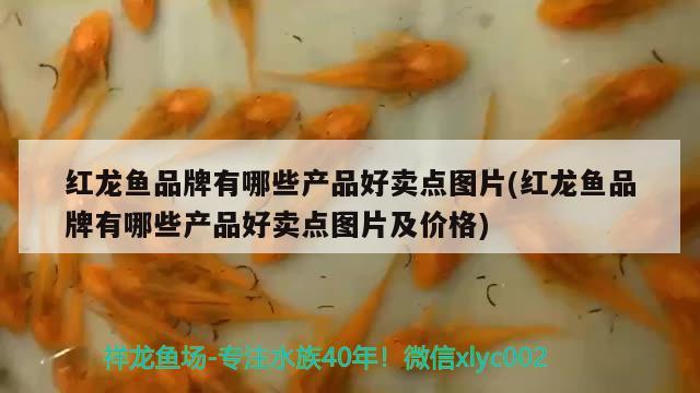 佛山觀賞魚(yú)魚(yú)缸生產(chǎn)廠家地址電話（佛山魚(yú)缸市場(chǎng)） 魟魚(yú)相關(guān) 第2張