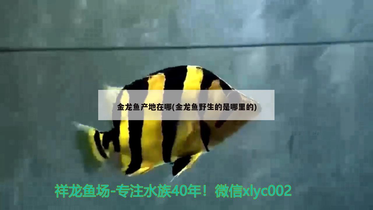 金龍魚產(chǎn)地在哪(金龍魚野生的是哪里的) 野生埃及神仙魚