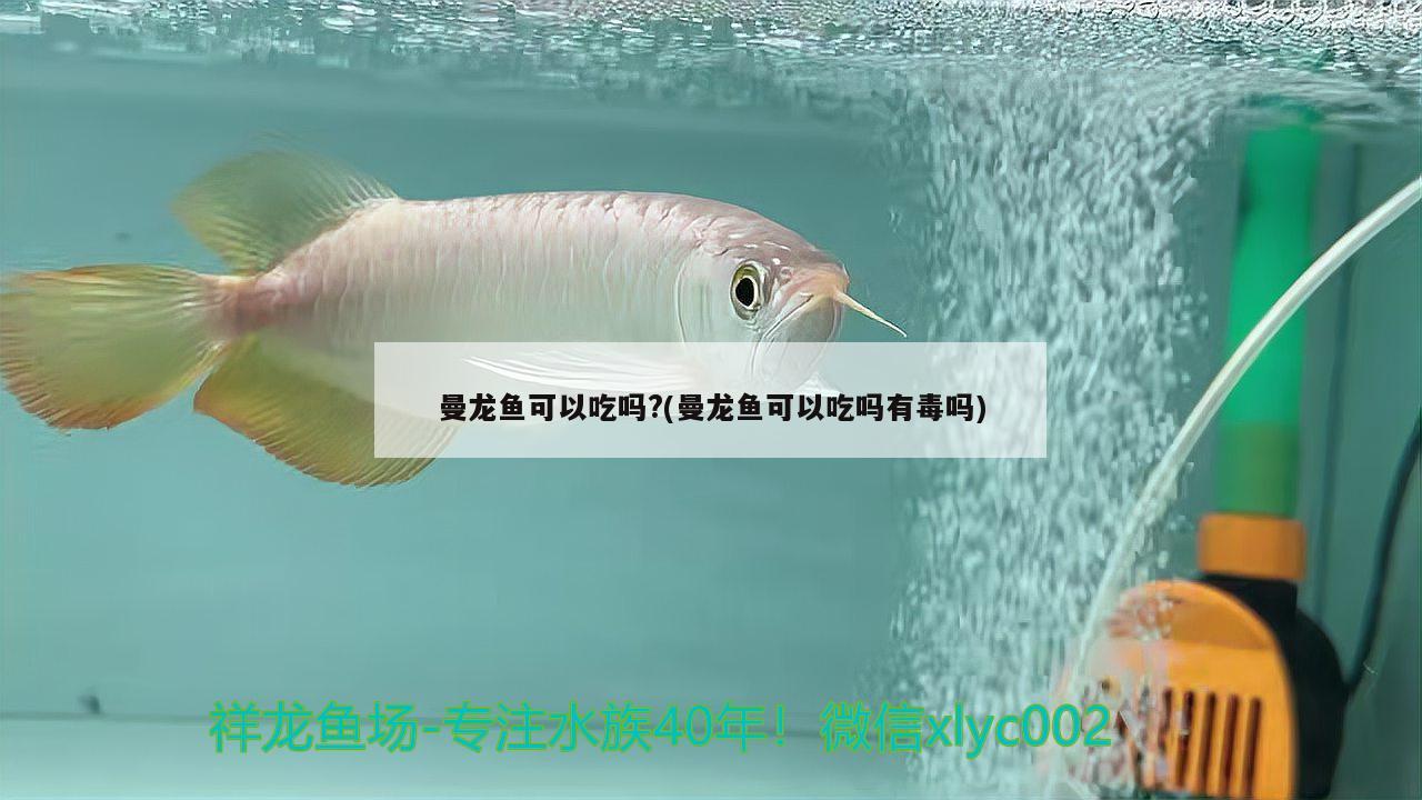 曼龍魚可以吃嗎?(曼龍魚可以吃嗎有毒嗎) 純血皇冠黑白魟魚