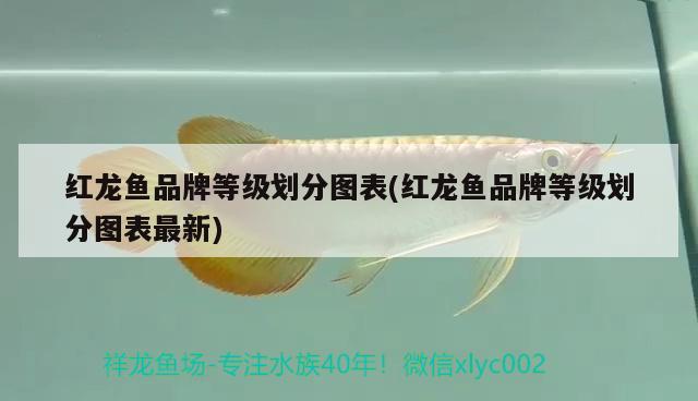 紅龍魚品牌等級劃分圖表(紅龍魚品牌等級劃分圖表最新) 南美異型魚