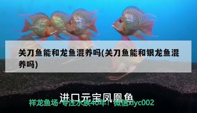 關(guān)刀魚能和龍魚混養(yǎng)嗎(關(guān)刀魚能和銀龍魚混養(yǎng)嗎)