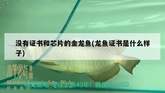 沒有證書和芯片的金龍魚(龍魚證書是什么樣子)