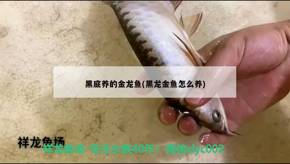 黑底養(yǎng)的金龍魚(yú)(黑龍金魚(yú)怎么養(yǎng))