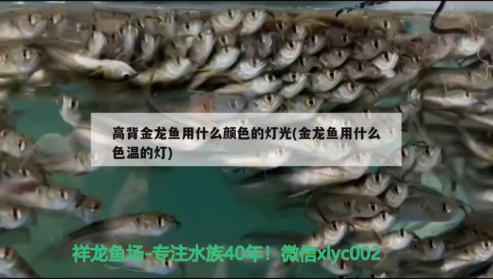 高背金龍魚用什么顏色的燈光(金龍魚用什么色溫的燈)