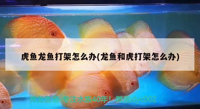 虎魚龍魚打架怎么辦(龍魚和虎打架怎么辦) 虎魚百科