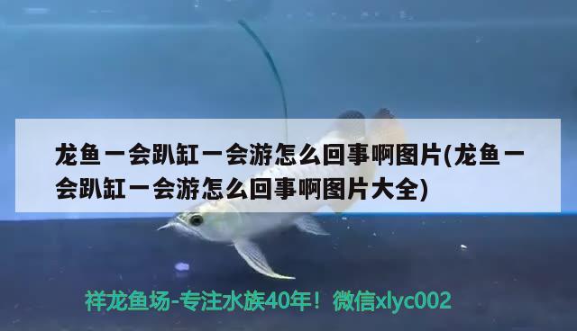 龍魚一會趴缸一會游怎么回事啊圖片(龍魚一會趴缸一會游怎么回事啊圖片大全) 黑桃A魚苗