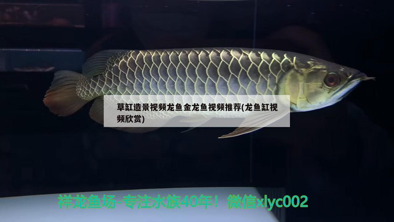 草缸造景視頻龍魚金龍魚視頻推薦(龍魚缸視頻欣賞)