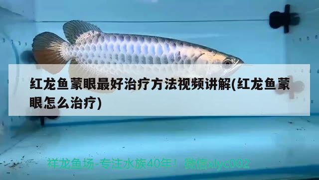 魚(yú)缸碎了怎么辦妙招安全措施魚(yú)的救援修復(fù)魚(yú)缸更換魚(yú)缸，魚(yú)缸碎了怎么辦妙招 暹羅巨鯉 第1張