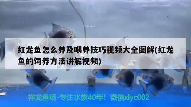 和尚魚吃小魚嗎，哪些觀賞魚適宜在魚缸底鋪設(shè)底沙或石頭