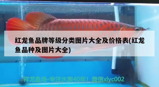 紅龍魚品牌等級分類圖片大全及價格表(紅龍魚品種及圖片大全)